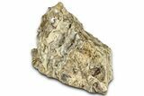 Free-Standing Fossil Stromatolite (Chlorellopsis?) - Wyoming #325741-2